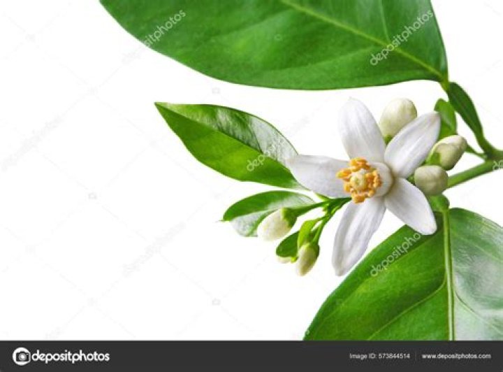 What are orange blossoms called?