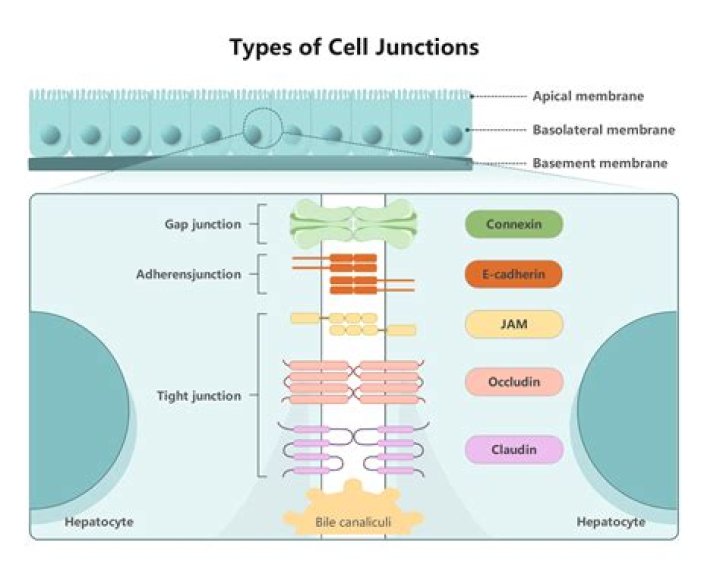 What are the 4 types of cell junctions?