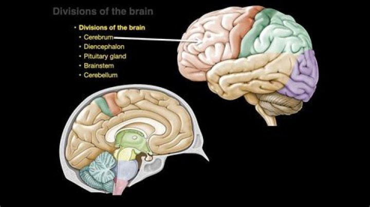 What are the 5 divisions of the brain?