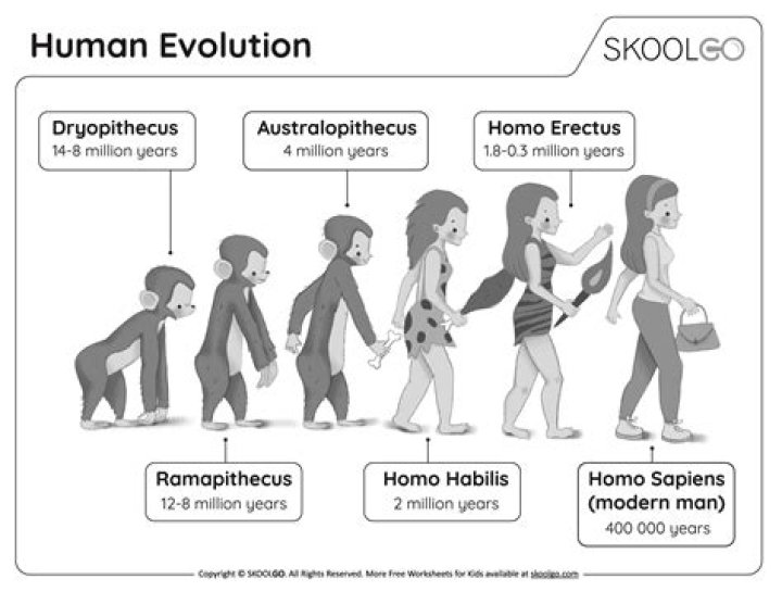 What are the 5 stages of human evolution?