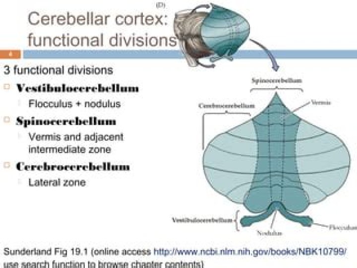 What are the functional divisions of the cerebellum?