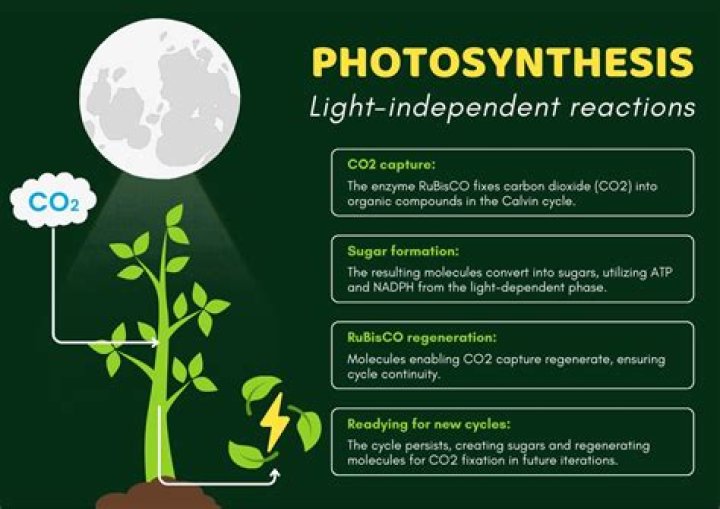 What are the hydrogen carriers in photosynthesis?