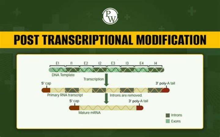What are the three steps of post-transcriptional modification?