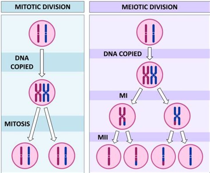 What are the two division in meiosis?