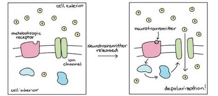 What binds to Fas receptor?