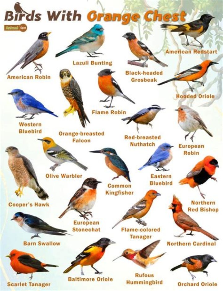 What bird is orange in color?