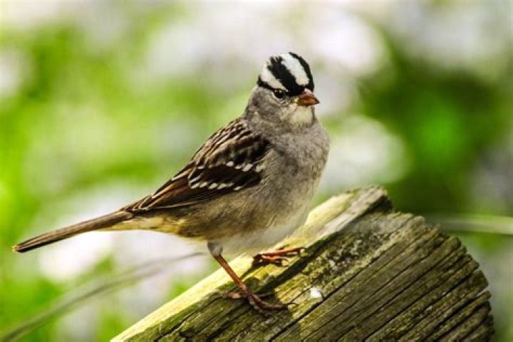 What bird looks like a sparrow but has red on it?