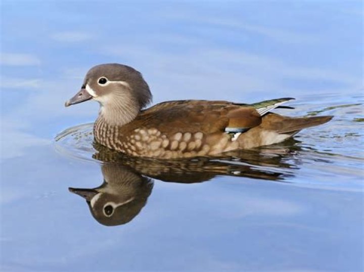 What breed of duck has a blue bill?