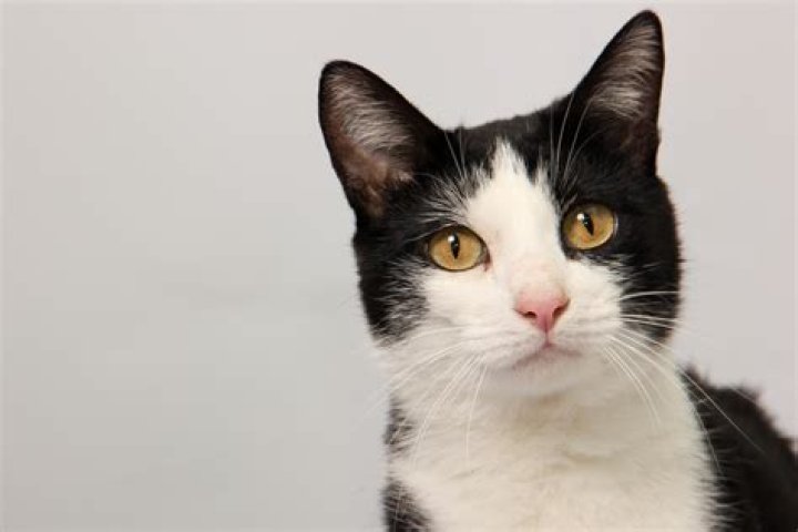 What cartoon has a black and white cat?