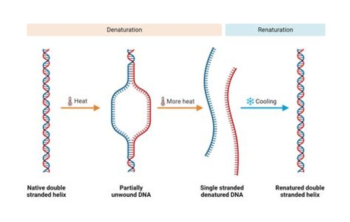 What causes a DNA strand to break?