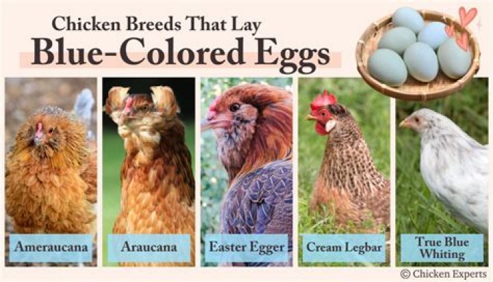 What color eggs do Ameraucana chickens lay?
