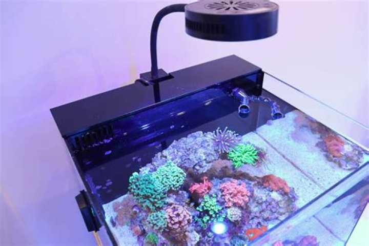 What do I need to setup a nano reef tank?