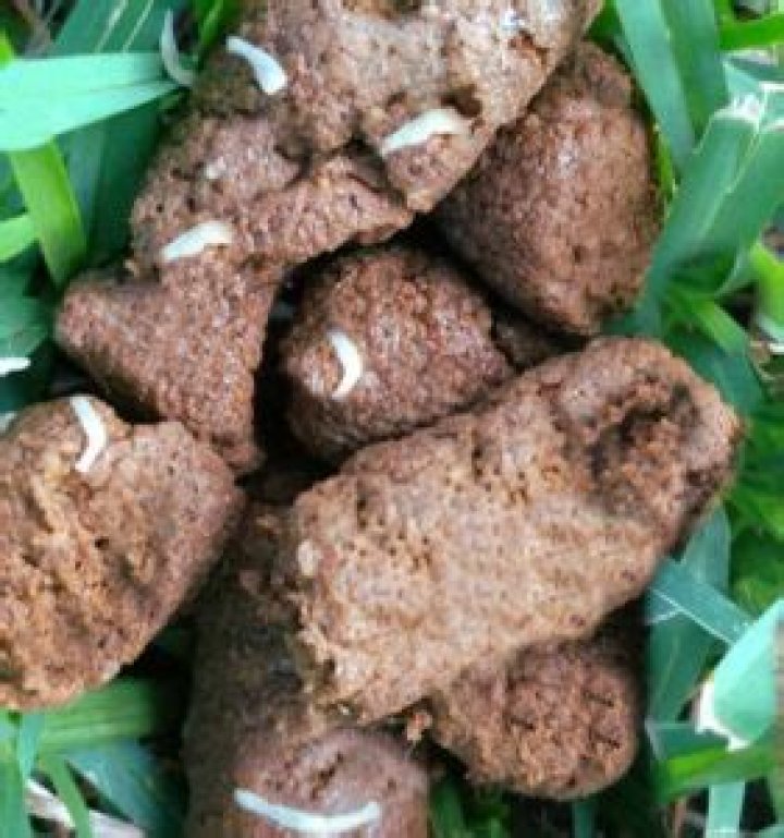 What do worm eggs look like in dog poop?