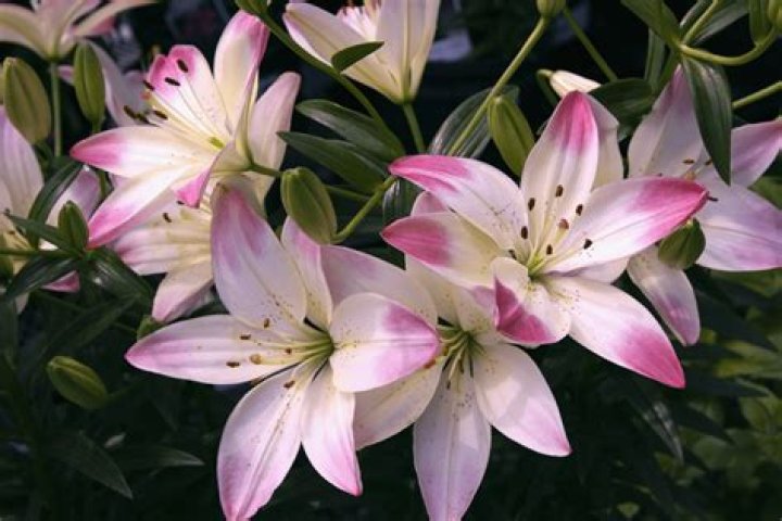 What does a orange lily symbolize?