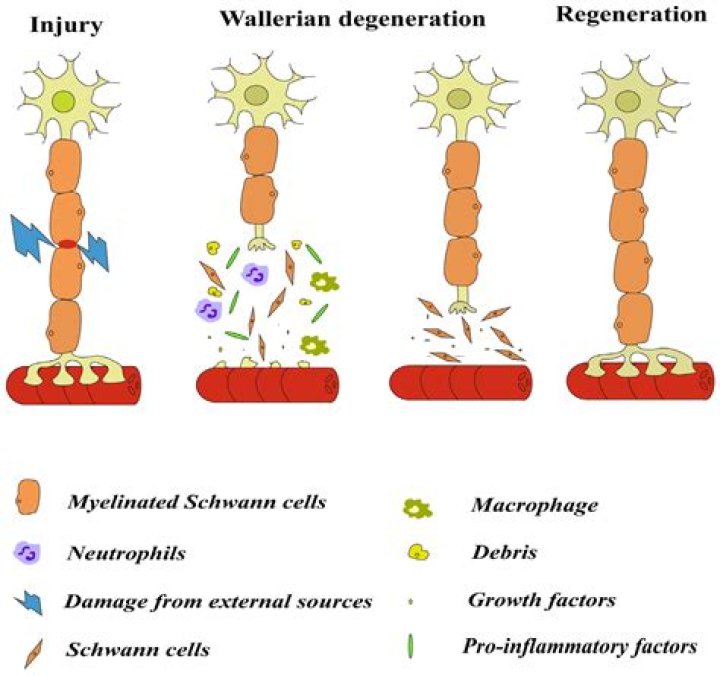 What does cell degeneration mean?