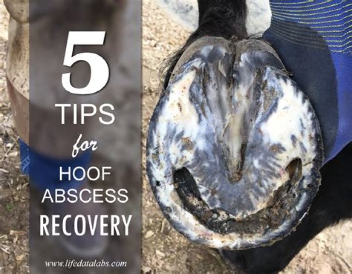 What does hoof abscess pus look like?