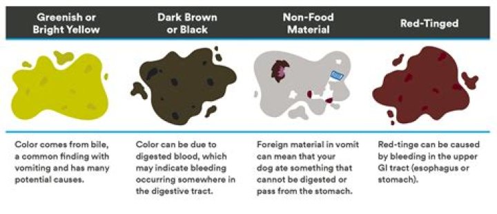 What does it mean if you throw up green stuff while pregnant?