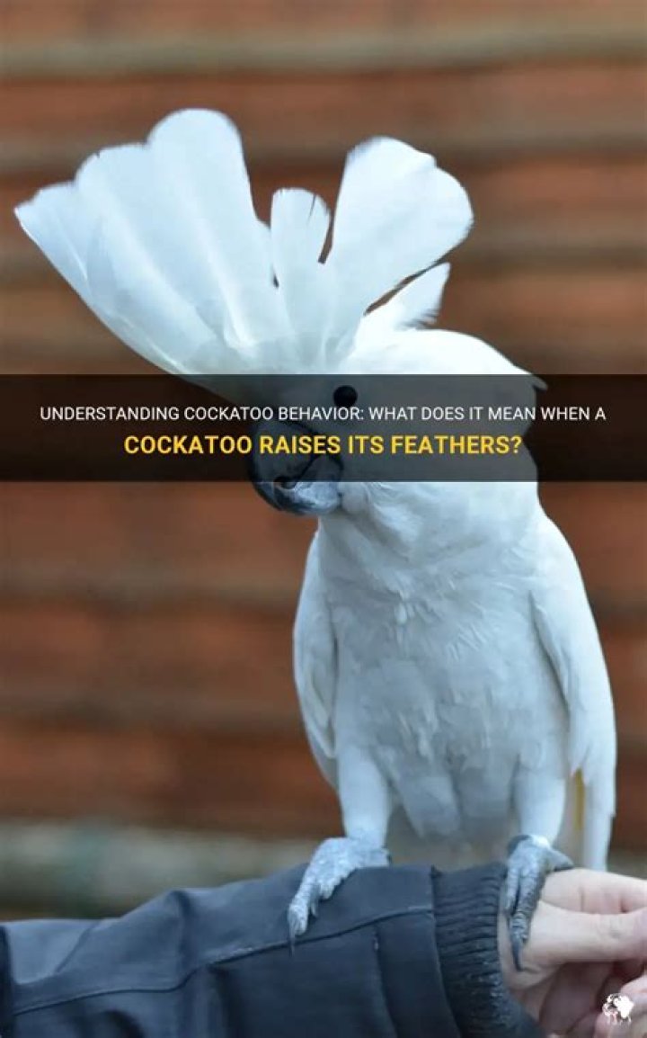 What does it mean when a parrot raises its feathers?