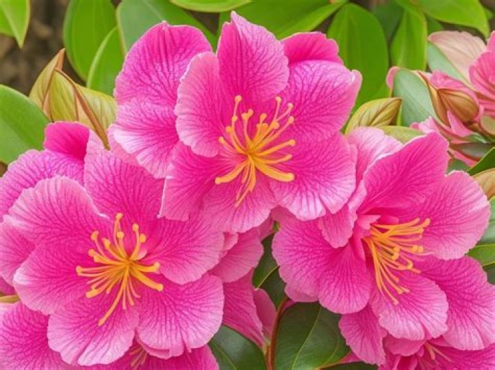 What does rhododendron symbolize?