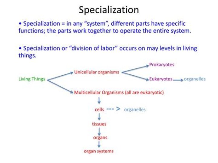 What does Specialisation mean in science?