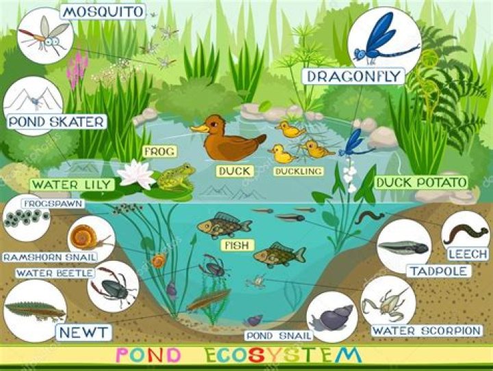 What ecosystem are ponds and lakes?