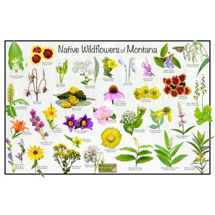 What flowers grow in the Blue Mountains?