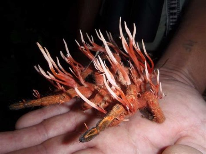 What fungus turns insects into zombies?