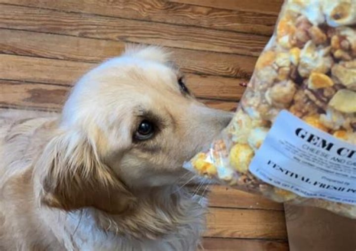 What happens if a dog eats packing peanuts?