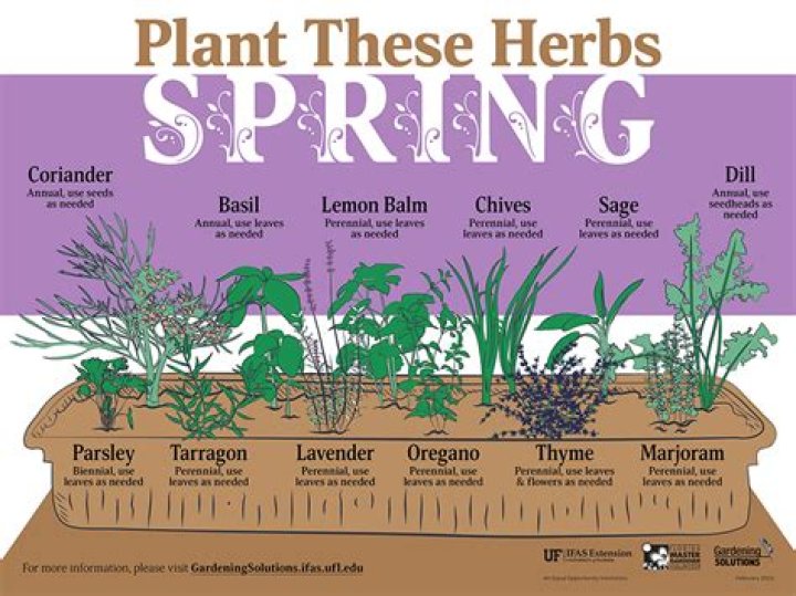 What herbs can be grown in South Florida?
