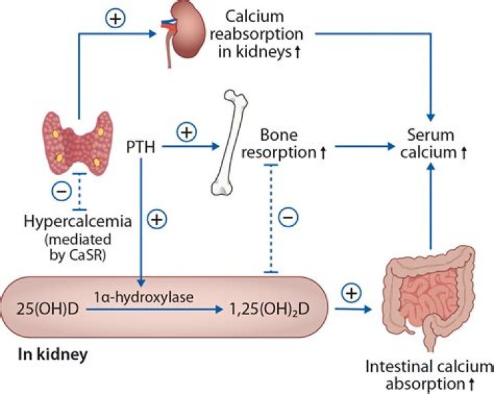 What hormone is involved in the regulation of calcium and phosphorus metabolism?