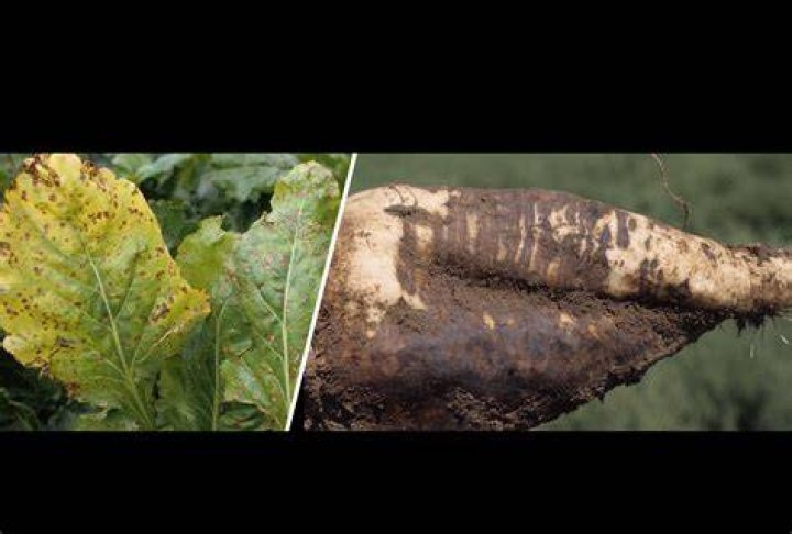 What is a common use for the tops of sugar beet plants and the beet pulp residue?
