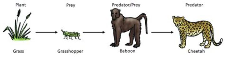 What is a top predator in a food chain?