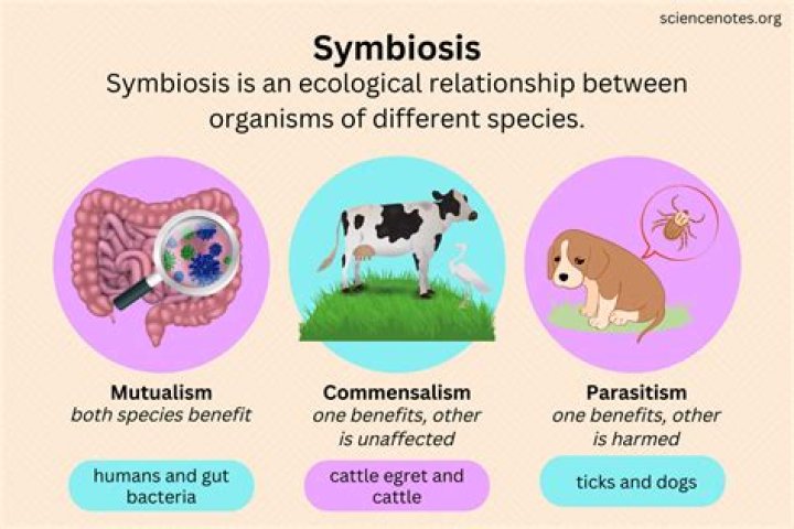 What is an example of Ophiuroidea?