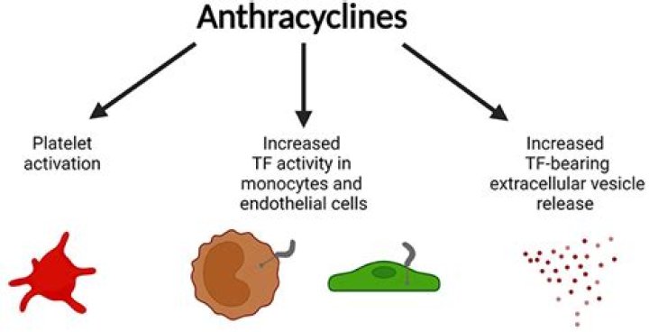 What is anthracycline based chemotherapy?