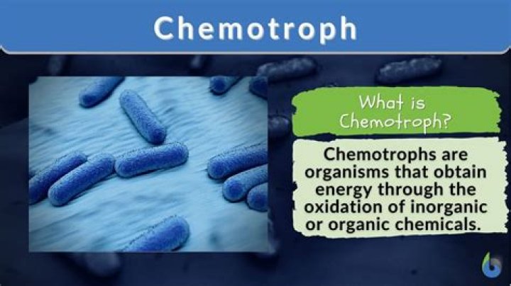 What is Chemoheterotrophic?