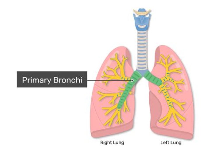 What is primary bronchi and its function?