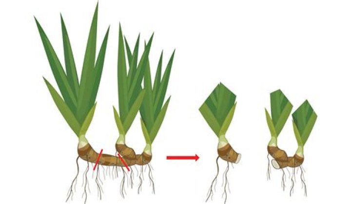 What is propagation rule?