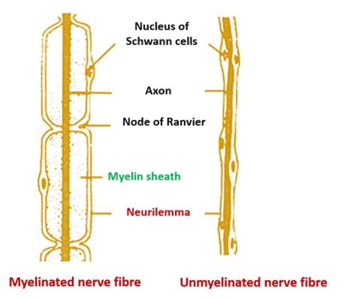What is somatic nerve fibers?
