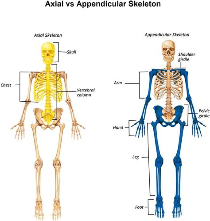 What is the appendicular skeleton simple definition?