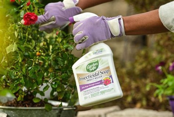 What is the best chemical to kill aphids?