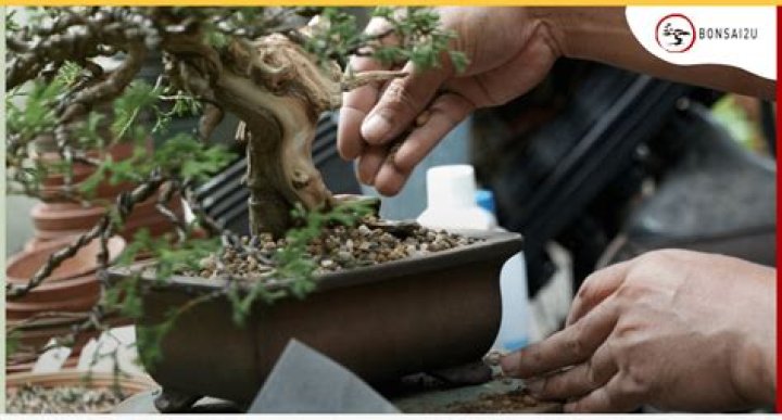 What is the best soil for bonsai trees?