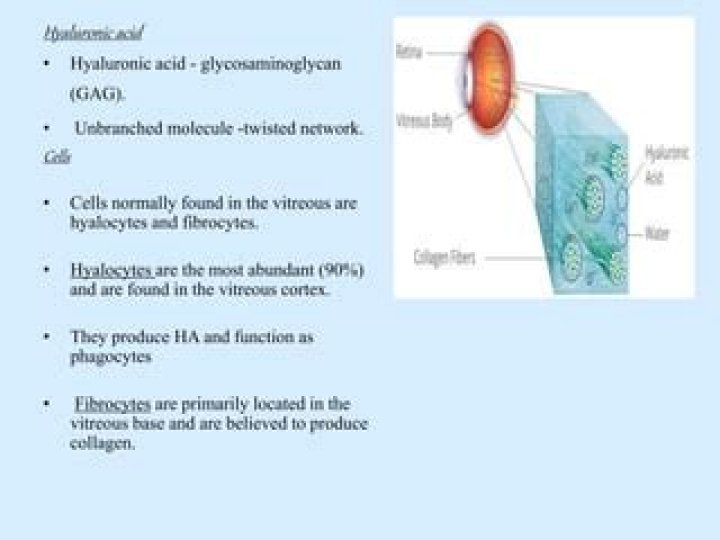What is the function of the Hyalocytes?