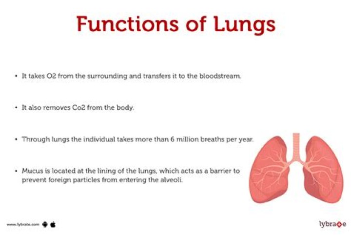 What is the function of the ventriculus?