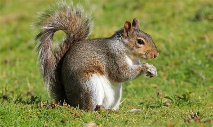 What is the home range of a gray squirrel?