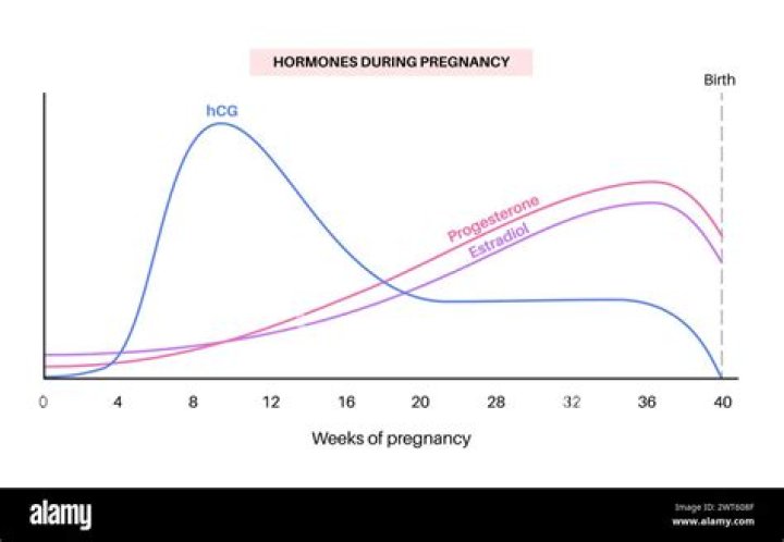 What is the main function of hCG?