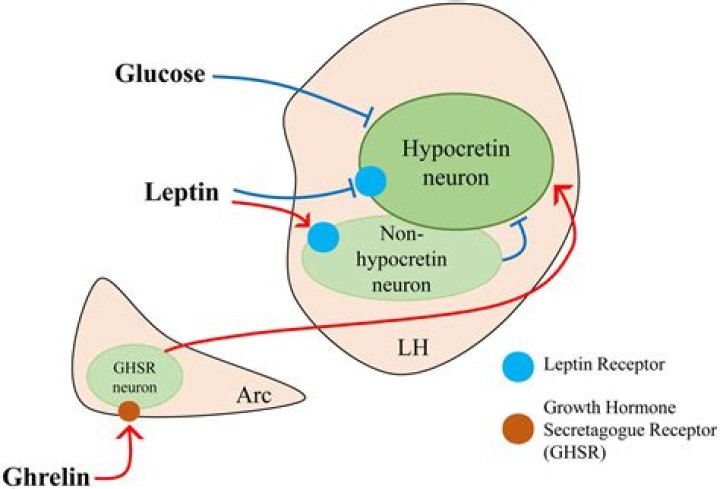 What is the pathway of leptin?