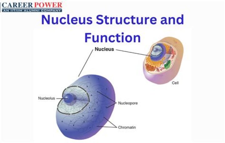 What is the primary nucleus?