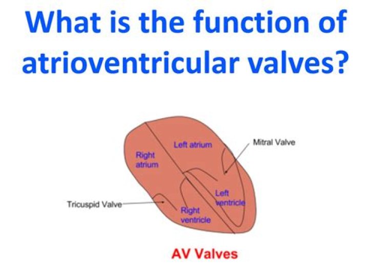What is the purpose of the AV valves?