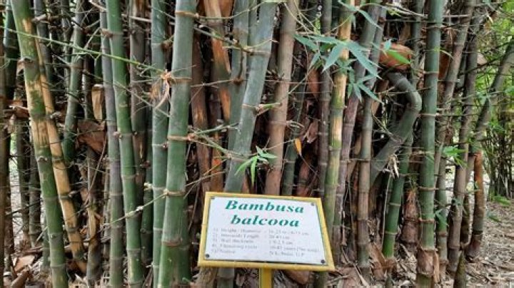What is the scientific name of bamboo?