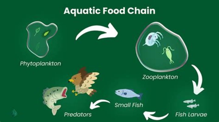 What is the seal food chain?